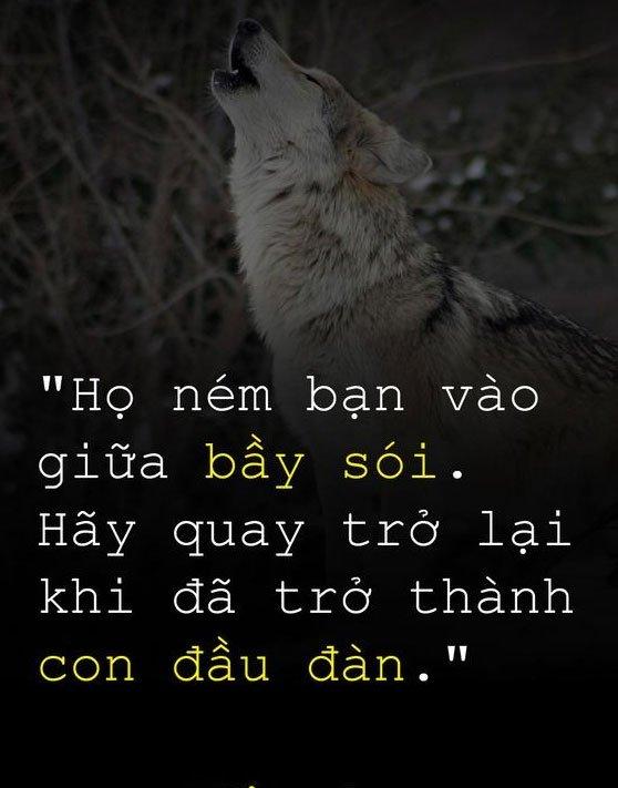 soi dau dan